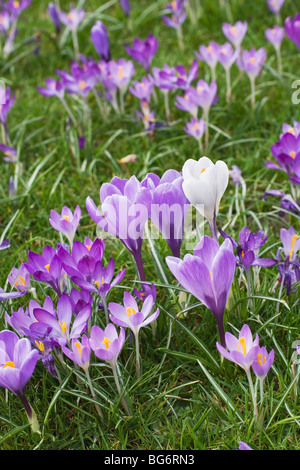 Spring purple crocuses on meadow Stockfoto