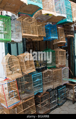 Vögel zu verkaufen in Pasar Ngasem Vogel Markt, Yogyakarta, Java, Indonesien Stockfoto