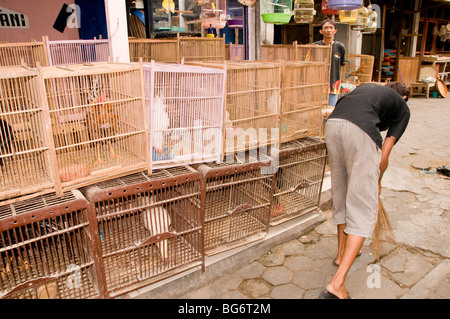 Vögel zu verkaufen in Pasar Ngasem Vogel Markt, Yogyakarta, Java, Indonesien Stockfoto