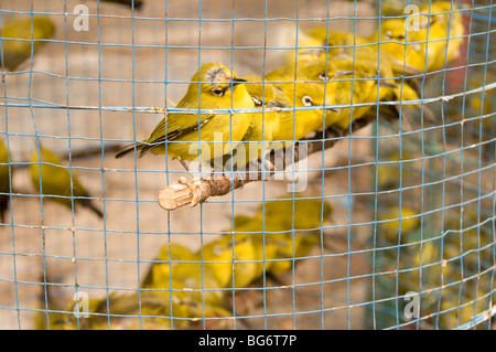 Birdsl zum Verkauf in Pasar Ngasem Vogel Markt, Yogyakarta, Java, Indonesien Stockfoto