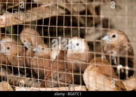 Vögel zu verkaufen in Pasar Ngasem Vogel Markt, Yogyakarta, Java, Indonesien Stockfoto