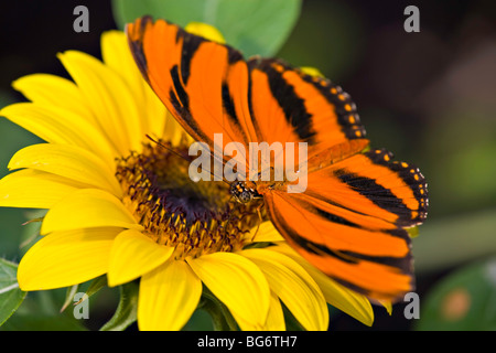 Schmetterling Stockfoto