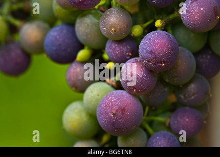 Trauben an einem Weinstock auf dem Weingut Domaine de Grand Pre in Grand Pre, Evangeline Trail, Minas Basin, Bay Of Fundy in Nova Scotia Stockfoto