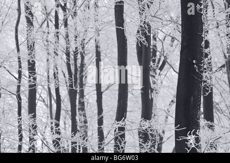 Winterbäume & Frost, Gloucestershire, UK Stockfoto