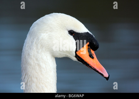 Stumm, Schwan, Cygnus Olor, Vogel, Männchen Kopf in Nahaufnahme gegen Wasser, Shropshire, Dezember 2009 Stockfoto