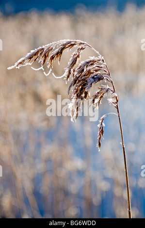 Winter am Morgenfrost am Loch Pityoulish Aviemore Strathspey Inverness-Shire, Schottland Highland Region. SCO 5617 Stockfoto