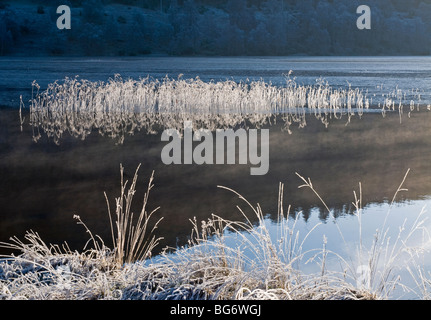 Winter am Morgenfrost am Loch Pityoulish Aviemore Strathspey Inverness-Shire, Schottland Highland Region. SCO 5619 Stockfoto