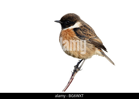 Männliche gemeinsame Schwarzkehlchen Saxicola rubicola Stockfoto