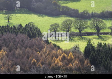 Herbstliche Aussicht auf Bäume und Wälder von The Wrekin Hill, in der Nähe von Telford, Shropshire Stockfoto