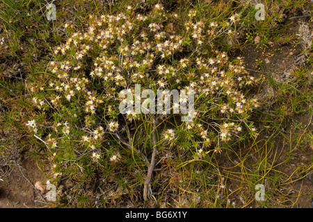 Lila Starflower Calytrix Depressa blühen im Frühjahr in der Nähe von Geraldton, Westaustralien Stockfoto