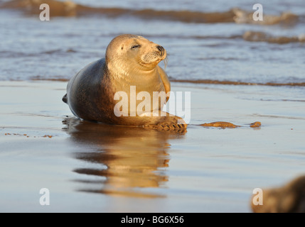 Graue Dichtungen in der Brandung bei Donna Nook. Hallchoerus grypus Stockfoto