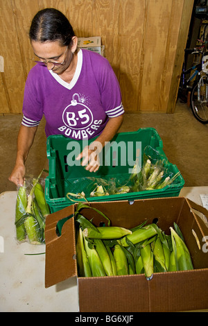 Eigentümer der CSA (Gemeinschaft unterstützt Landwirtschaft) Bauernhof sortiert und verpackt Ähren für Kunden. Stockfoto