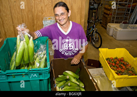 Eigentümer der CSA (Gemeinschaft unterstützt Landwirtschaft) Bauernhof sortiert und verpackt Ähren für Kunden Stockfoto