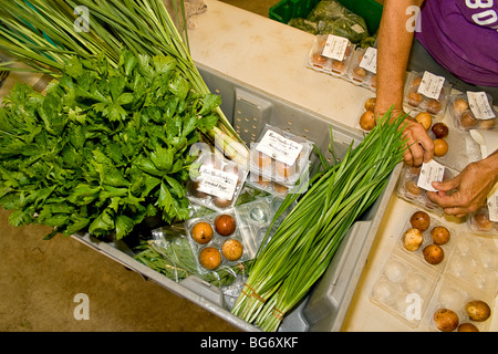 Bio-Produkte für den Verkauf verpackt. Die Box enthält von links nach rechts, Salat und Zitronengras, dann geräuchert, Eiern und Knoblauch. Stockfoto