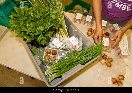 Bio-Produkte für den Verkauf verpackt. Die Box enthält von links nach rechts, Salat und Zitronengras, dann geräuchert, Eiern und Knoblauch. Stockfoto