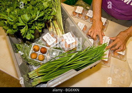 Bio-Produkte für den Verkauf verpackt. Die Box enthält von links nach rechts, Salat und Zitronengras, dann geräuchert, Eiern und Knoblauch. Stockfoto