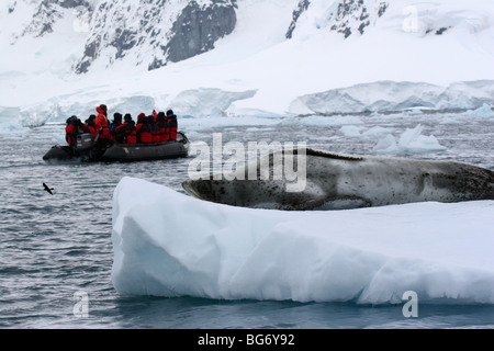 Expedition Kreuzfahrt-Passagiere im Tierkreis Beobachtung schlafenden Seeleopard auf Growler (Eisberg), Pleneau Island, Antarktis Stockfoto