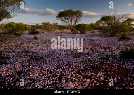 Massen von rosa Velleia, Velleia Rosea und andere Frühling Strohblumen in Halbwüsten Gestrüpp in der Nähe von Paynes finden, Australien Stockfoto