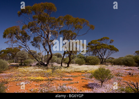 Velleia, Velleia Rosea, rosa und andere Feder Immortellen in Massen unter Eukalyptusbäumen; in der Nähe von Paynes finden, Australien Stockfoto