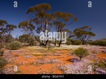 Velleia, Velleia Rosea, rosa und andere Feder Immortellen in Massen unter Eukalyptusbäumen; in der Nähe von Paynes finden, Australien Stockfoto