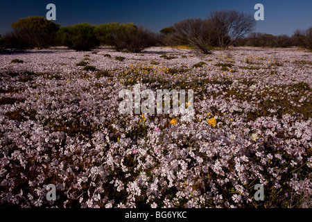 Massen von rosa Velleia, Velleia Rosea und anderen Frühlingsblumen in Halbwüste in der Nähe von Yalgoo, Western Australia. Stockfoto