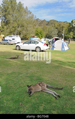 Eine kleine Gruppe von wilden grauen Kängurus ruht auf einem Campingplatz am Murrarmarang in der Nähe von Batemans Bay in New South Wales in Australien. Stockfoto