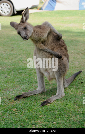 Eine wilde Grey Kangaroo kratzen sich auf einem Campingplatz am Murrarmarang in der Nähe von Batemans Bay in New South Wales in Australien. Stockfoto