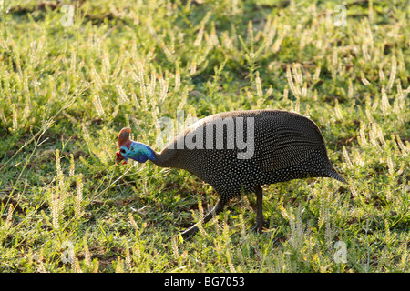 Afrikanische behelmter Perlhühner (Numida Meleagris) zu Fuß im Klartext.  Pilanesberg National Park, Südafrika, November 2009 Stockfoto