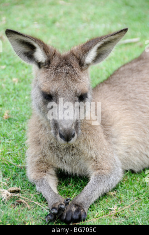 Eine wilde Grey Kangaroo Rast auf einem Campingplatz am Murrarmarang in der Nähe von Batemans Bay in New South Wales in Australien. Stockfoto