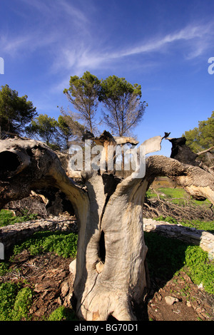 Ein verbrannter atlantische Pistazie Baum in Tel Kadesch Stockfoto