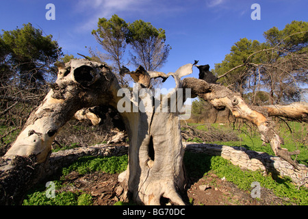 Ein verbrannter atlantische Pistazie Baum in Tel Kadesch Stockfoto