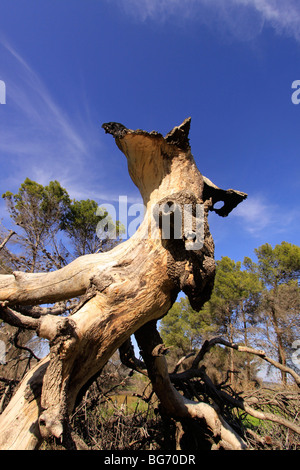 Ein verbrannter atlantische Pistazie Baum in Tel Kadesch Stockfoto