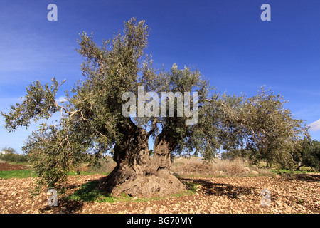 Israel, unteren Galiläa, alten Olivenbaum in Eppingen Stockfoto