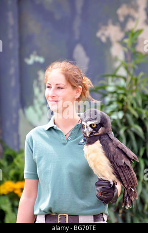 Spectacled Eulen (Pulsatrix Perspicillata) mit trainer Stockfoto