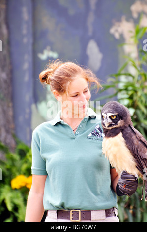 Spectacled Eulen (Pulsatrix Perspicillata) mit trainer Stockfoto