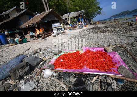 Chilis trocknen in einem Dorf in Phi Phi Island, Thailand Stockfoto