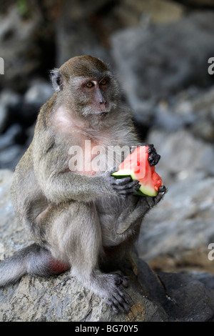 Long-tailed Macaque Essen Wassermelone in der Affen-Beach, Phi Phi Island, Thailand Stockfoto