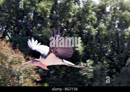 Marabou Storch (Leptoptilos Crumeniferus) Stockfoto