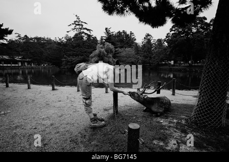 Besucher, die Fütterung ein Reh. Todai-Ji-Tempel-Komplex. Nara Stadt. Präfektur Nara. Japan Stockfoto