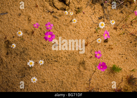 Vier o'clocks oder gemeinsame Parakeelya Calandrinia Polyandra, mit weißen Form von rosa Everlasting, auf Sand, Kalbarri, Australien Stockfoto