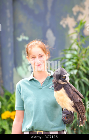 Spectacled Eulen (Pulsatrix Perspicillata) mit trainer Stockfoto