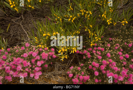 Honig-Myrte (rosa), Melaleuca Scabra mit gelben Acacia Neurophylla SSP. Erugata hinter Rau; auf sandigen Kwongan Heide, Kalbarri Stockfoto