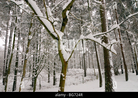 Hainbuche Baumstamm mit Schnee klammerte sich an es umgeben von Pinien im Wald Stockfoto