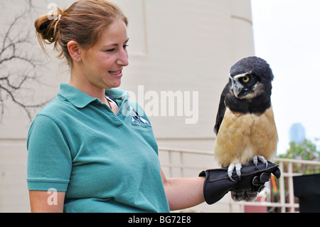 Spectacled Eulen (Pulsatrix Perspicillata) mit trainer Stockfoto