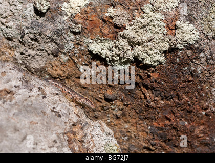 Viviparous Eidechse ( zootoca vivipara oder Lacerta vivipara ) versteckt auf Steinbruch , Finnland Stockfoto