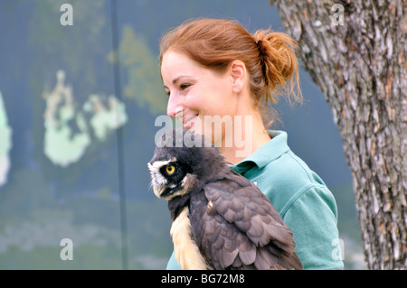 Spectacled Eulen (Pulsatrix Perspicillata) mit trainer Stockfoto