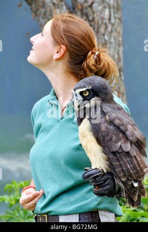 Spectacled Eulen (Pulsatrix Perspicillata) mit trainer Stockfoto