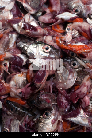 Frische ausnehmen Verschwendung von Maränen (Coregonus Albula) Stockfoto