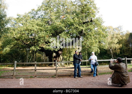 Sherwood Forest. Besucher der großen Eiche. Ein Pendunculate Eiche, Quercus Robur. Der wohl bekannteste Baum der Welt. Handlungslähmende Stockfoto