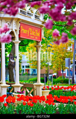 Tulpen, Tulipa, am Eingang zum Prince Of Wales Hotel (erbaut 1864) in der Stadt von Niagara-on-the-Lake, Ontario, Kanada Stockfoto